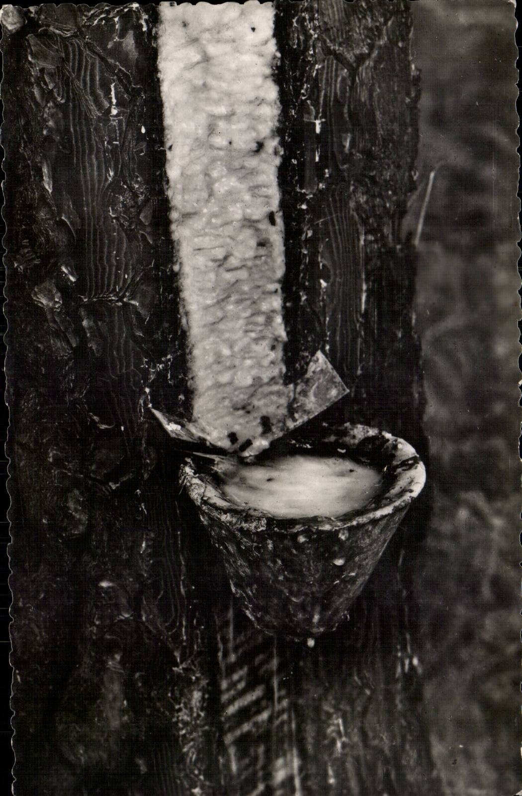 Extraction du latex — technique traditionnelle — Maison de Repos Château de Cestns