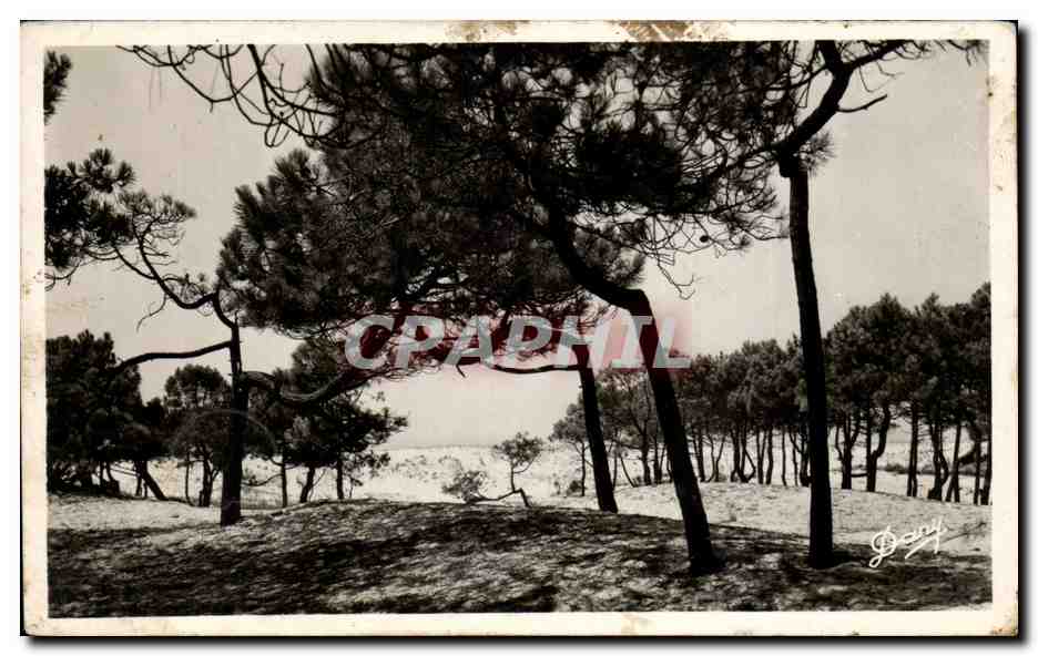 Les Pins Tordus — Lacanau-Océan (Gironde) — Édition de La République (Mérignac)