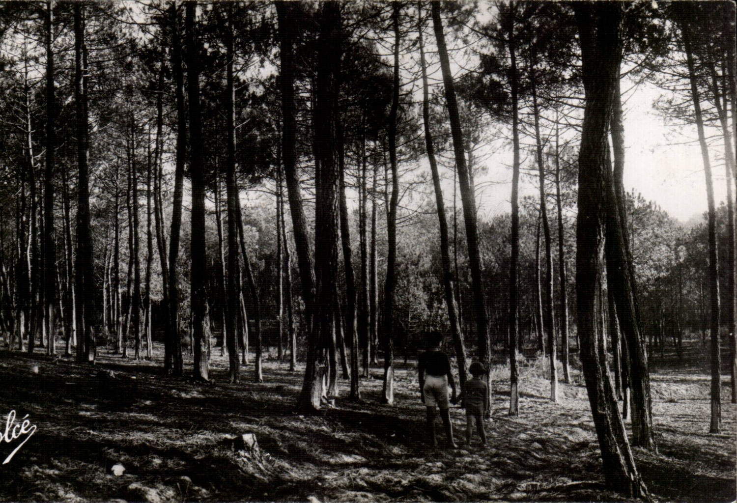 Lacanau-Océan — Un Coin de Forêt — Édition E. MERIGUET