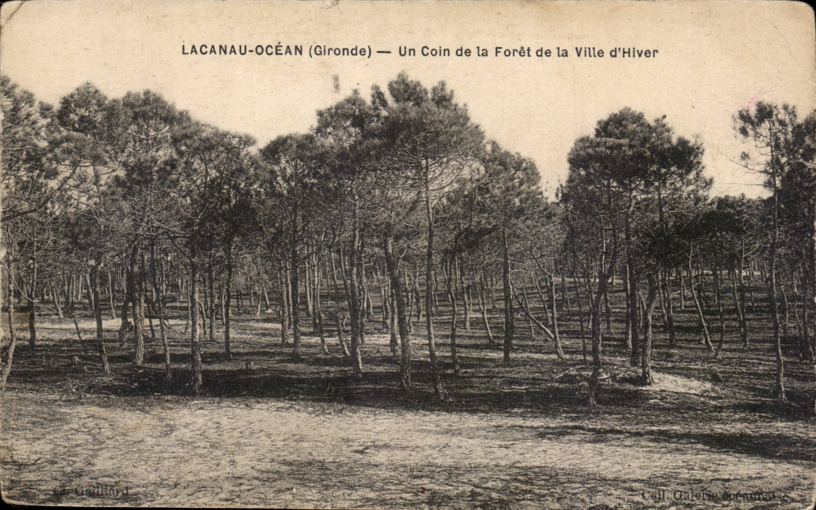 LACANAU-OCEAN (Gironde) — Un Coin de la Forêt de la Ville d'Hiver