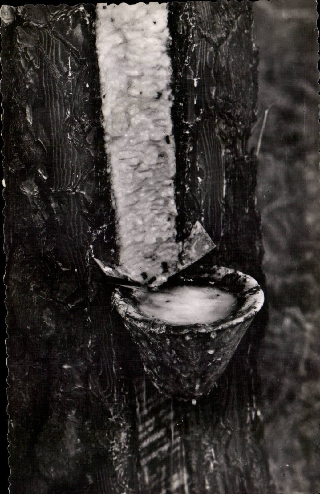 Extraction du latex — technique traditionnelle — Maison de Reros, Château de Cestas (Gironde)