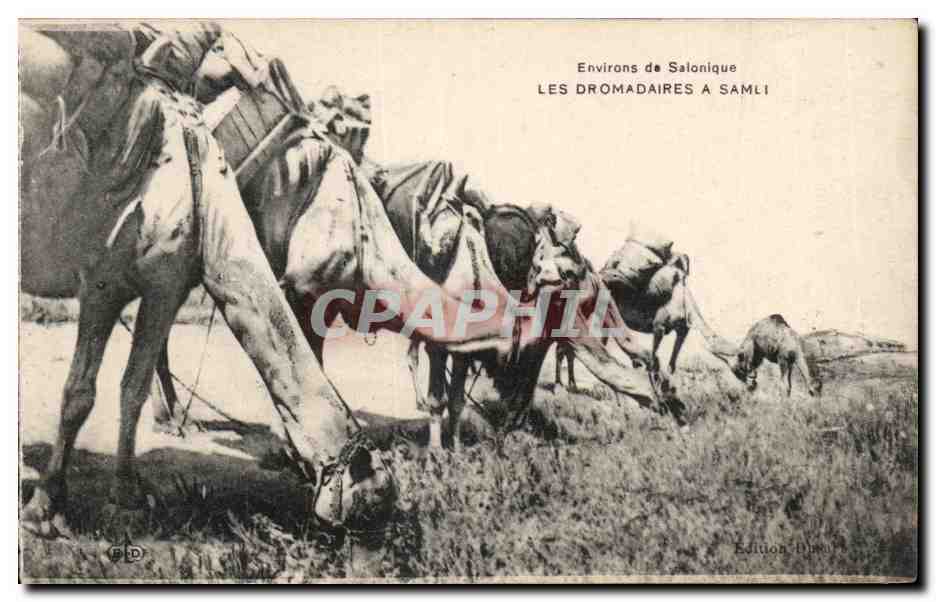 CPA Grece Greece Salonique Les dromadaires a Samli