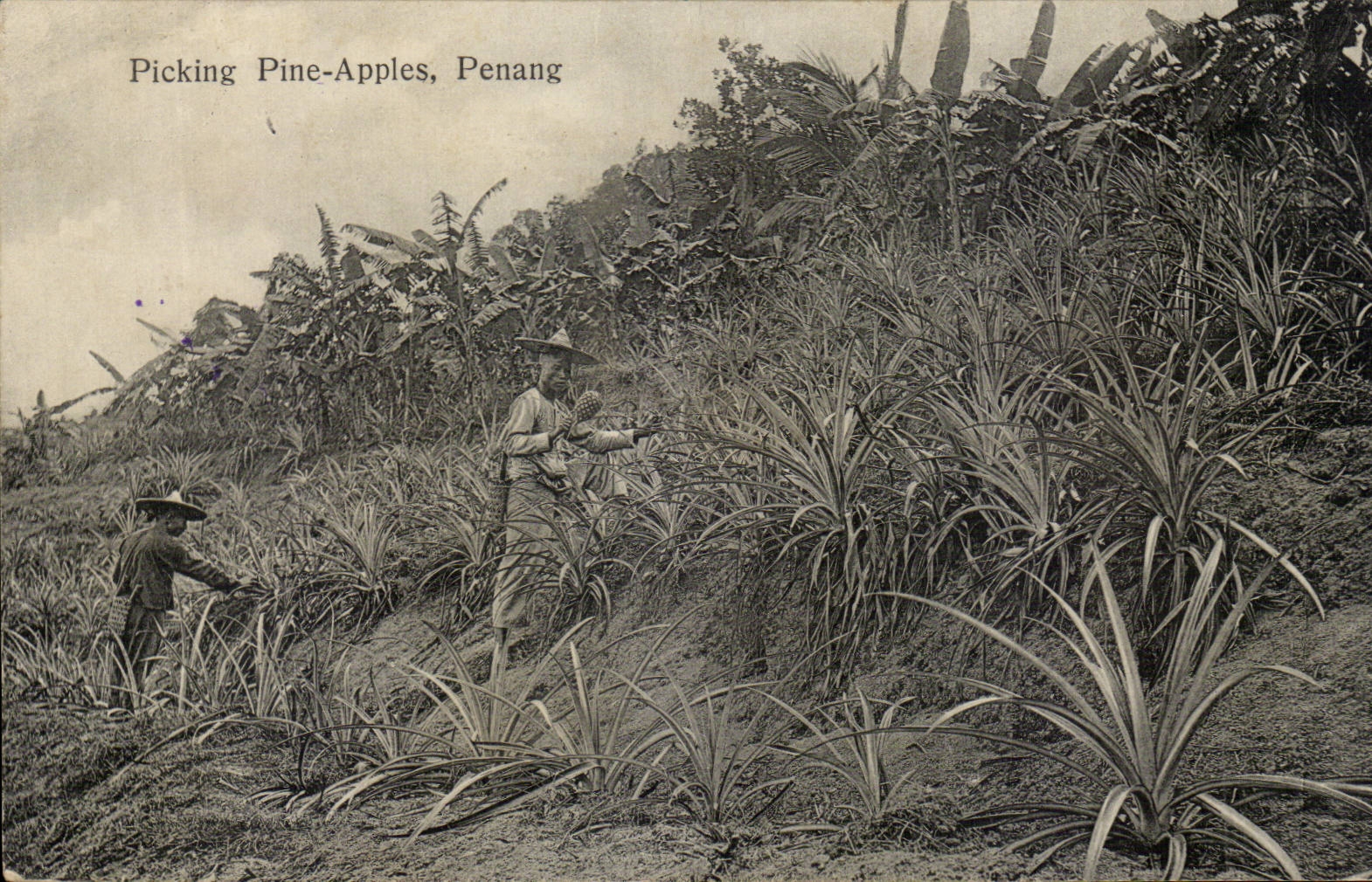 CPA Malaisie Malasia Picking Pine apples Penang 
