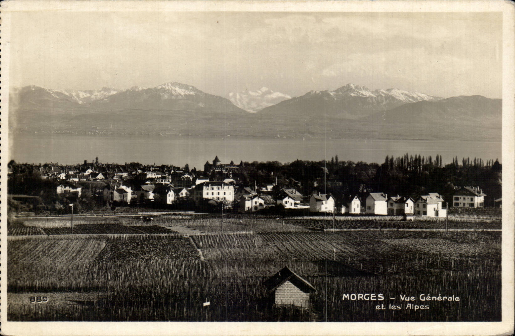 Suisse - Schweiz - Morge - Vue Generale et les Apes - CPA 