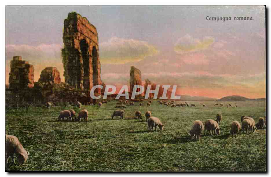 Italia - Italie - Italy - Compagna Romana - mouton - sheep - CPA 