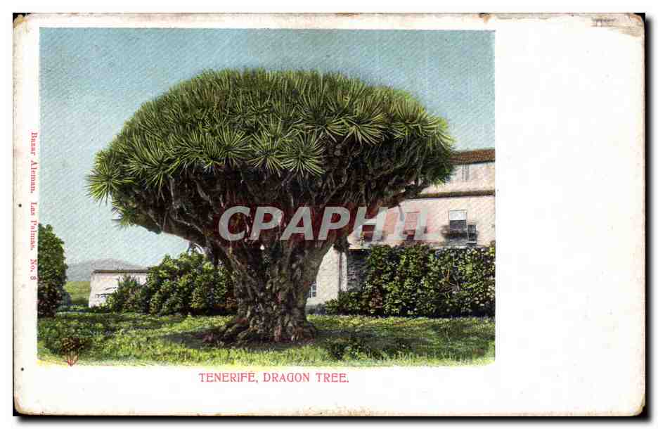 CPA Espagne Spain Espana Tenerife Dragon tree