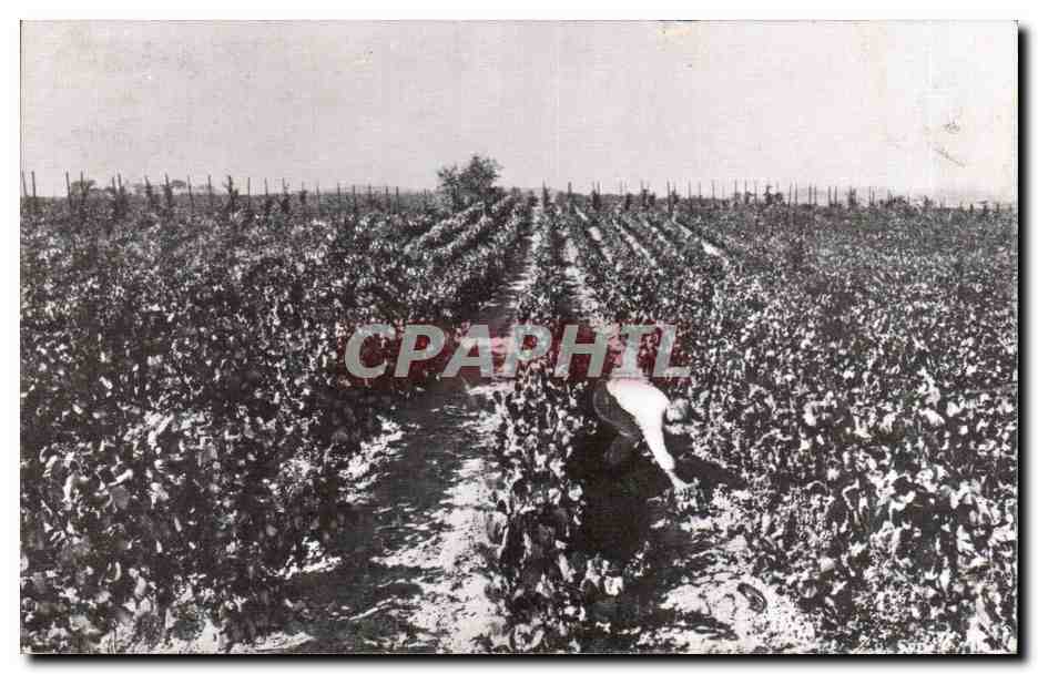 Vignes — travailleurs en champ — Casa CODORNIU - San Sadurní (Espagne) N°1