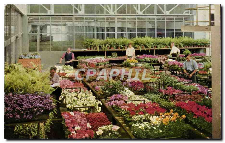 Pays Bas - Holland - Nederland - Aalsmeer - Centrale Veiling CPA 