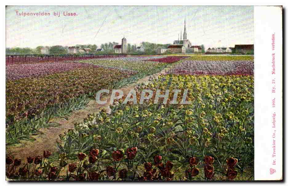 CPA Pays Bas Tulpenverlden bij Lisse