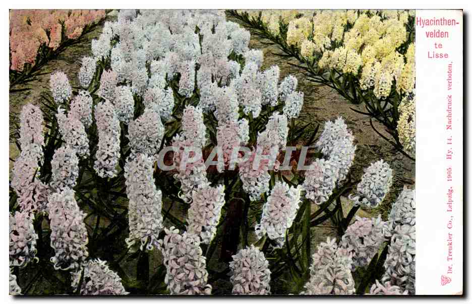 CPA Pays Bas Hyacinthen velden Lisse