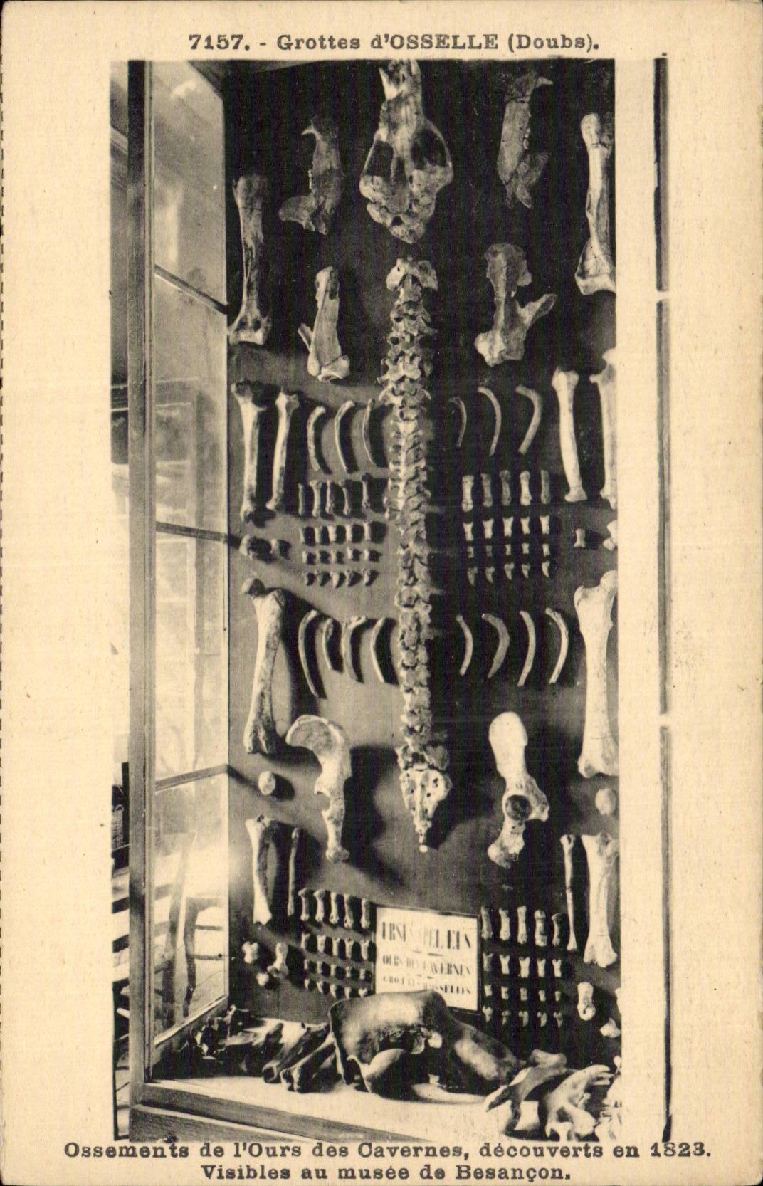 CPA Grottes d'Osselle Ossements de l'ours des cavernes decouverts en 1823 Visibles au musee de Besancon Bear