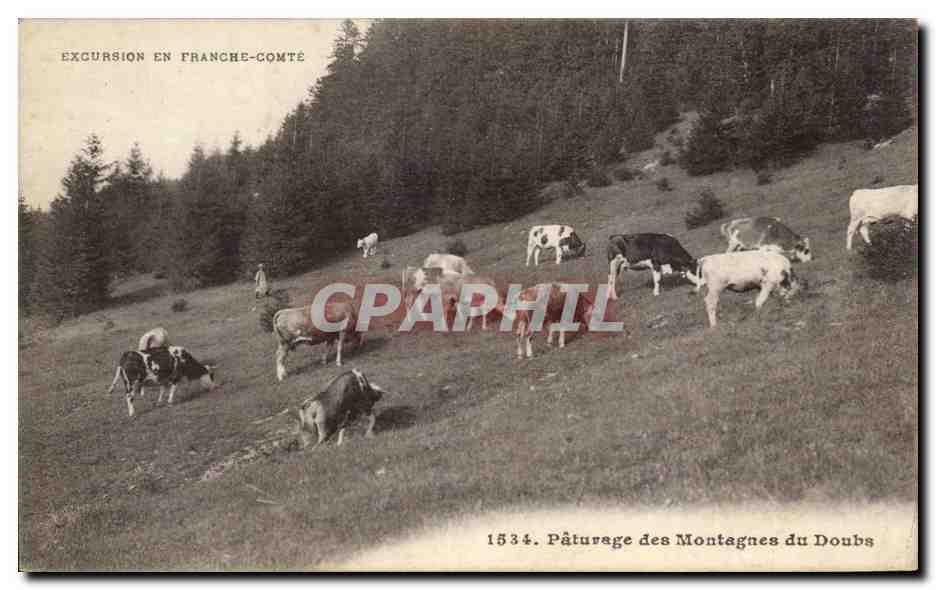 CPA Paturage des montagnes du Doubs Vaches