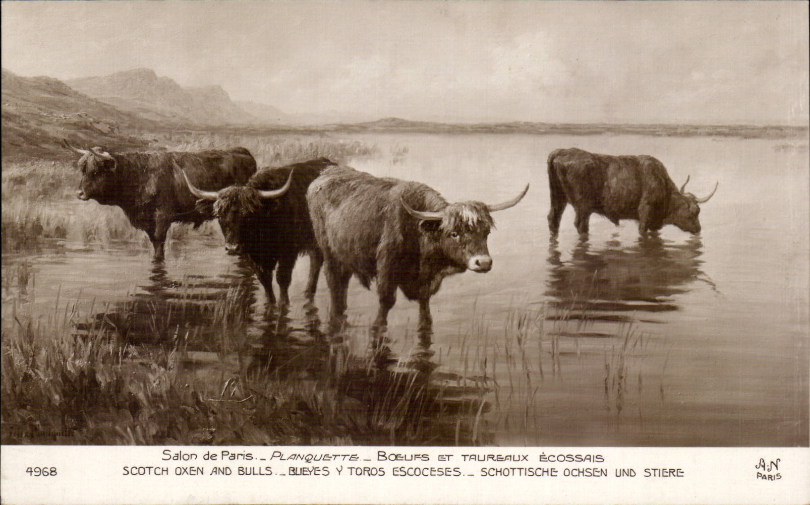 CPA Fantaisie Salon de Paris Planquette Boeufs et taureaux ecossais Bull