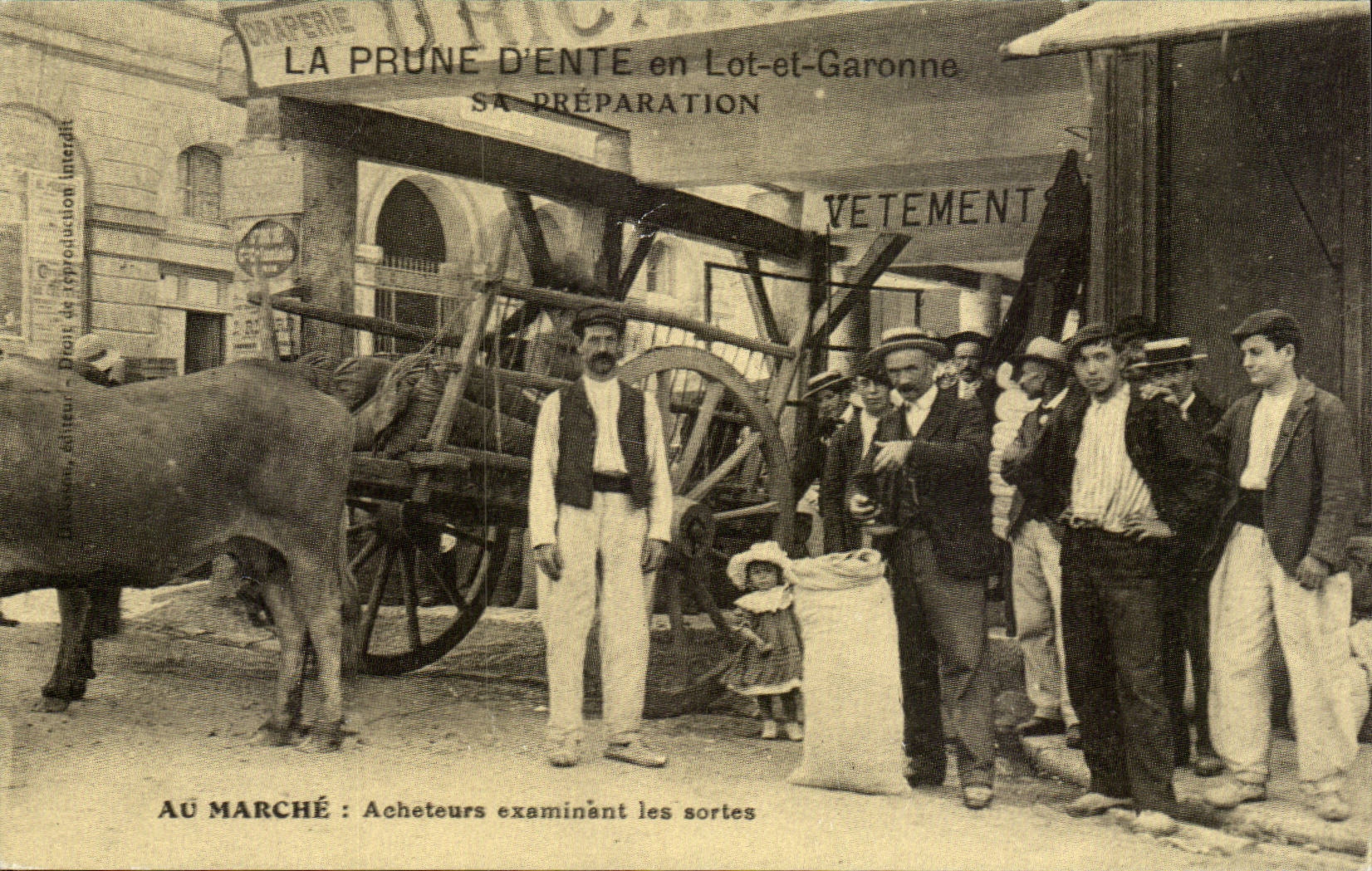 Marché de Prune d'Ente en Lot-et-Garonne — Acheteurs examinant les sortes — Éditeur : Cécodi BP 49 Les Ulis