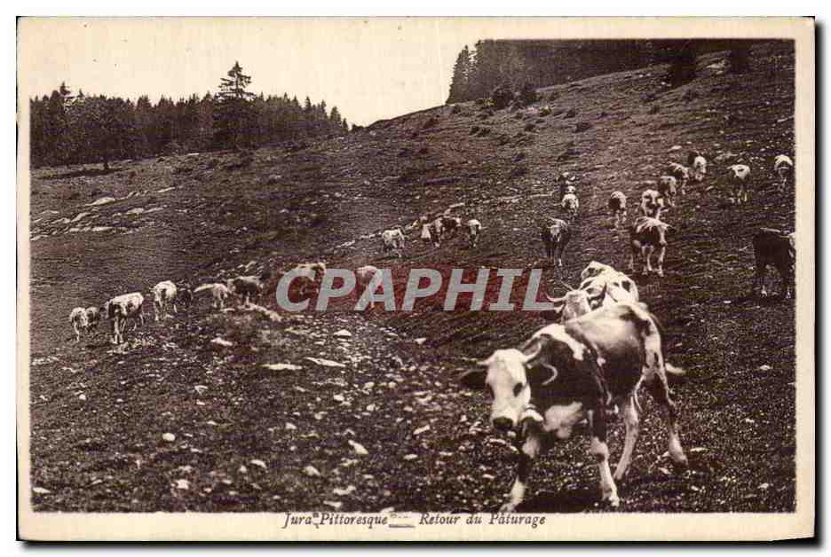 Jura - Retour du Paturage - Vaches - Cows - CPA 