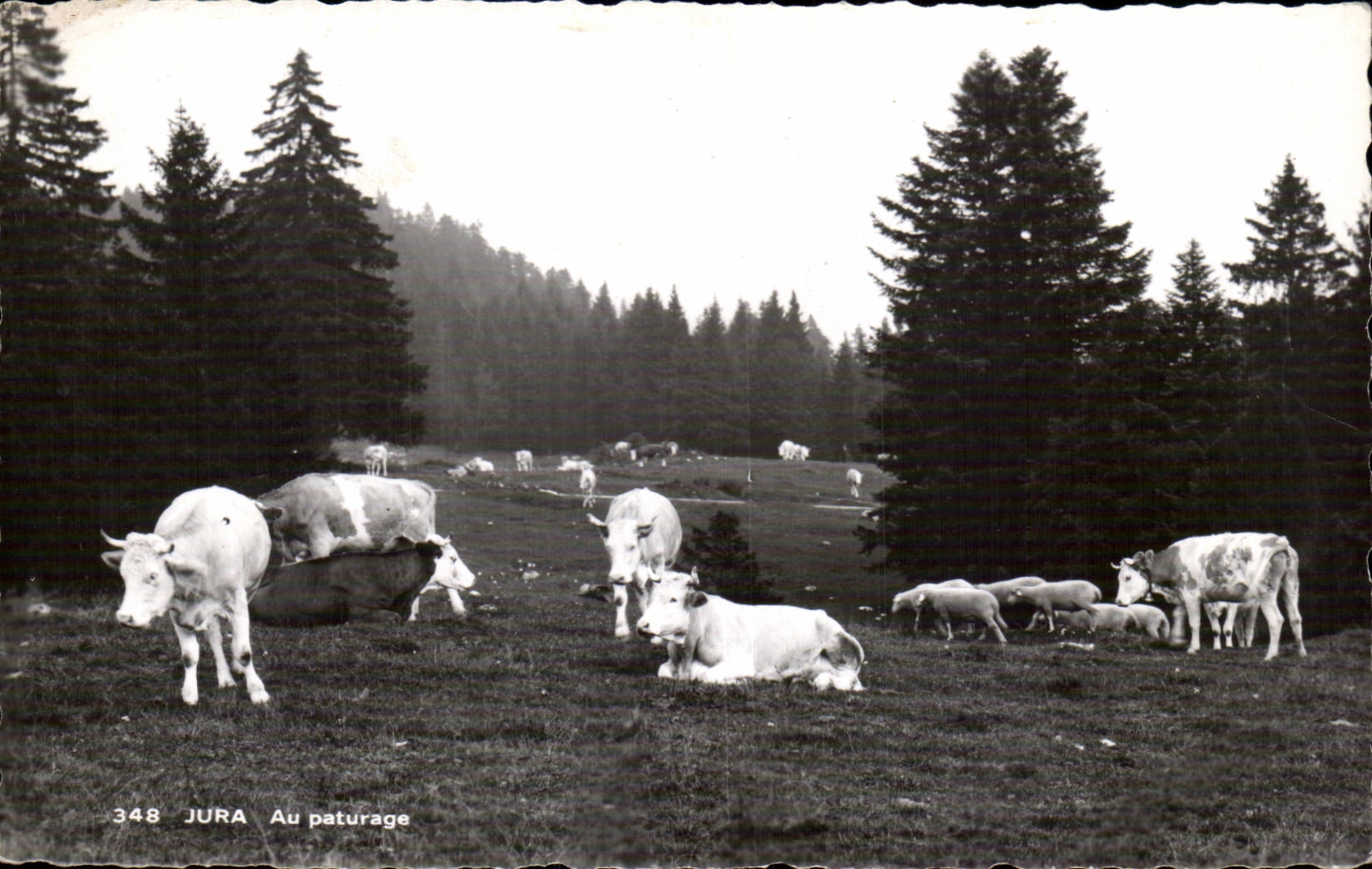 Jura - Au Paturage - vaches - cows - CPA 
