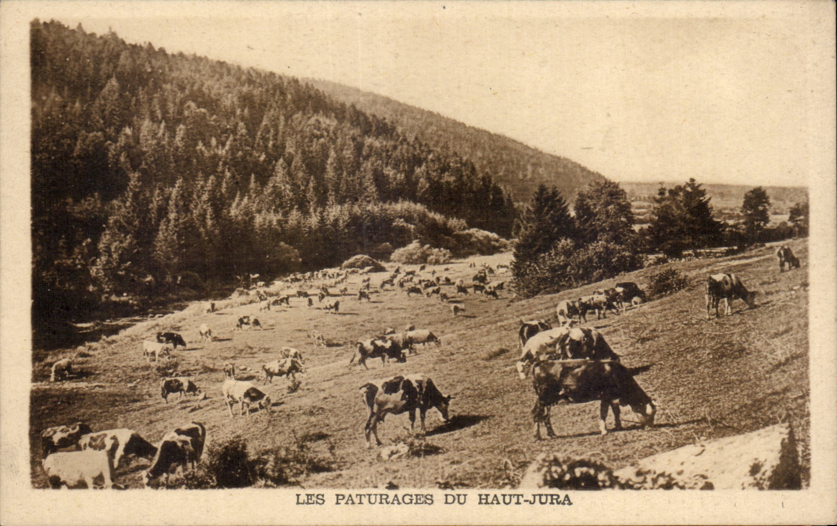 Les Paturages du Haut Jura - vache - cows - CPA 