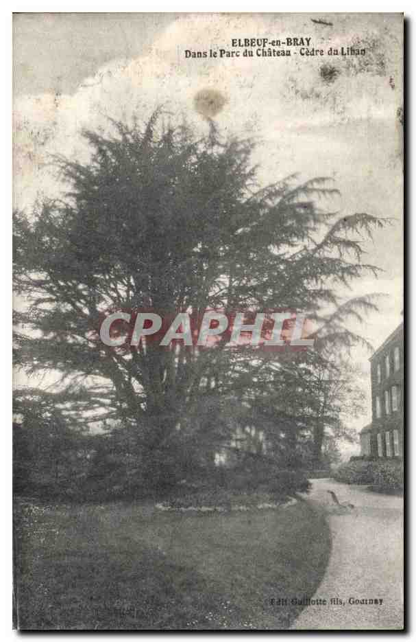 Elbeuf - Dans le Parc du Chateau Cedre du Liban Lebanon - CPA 