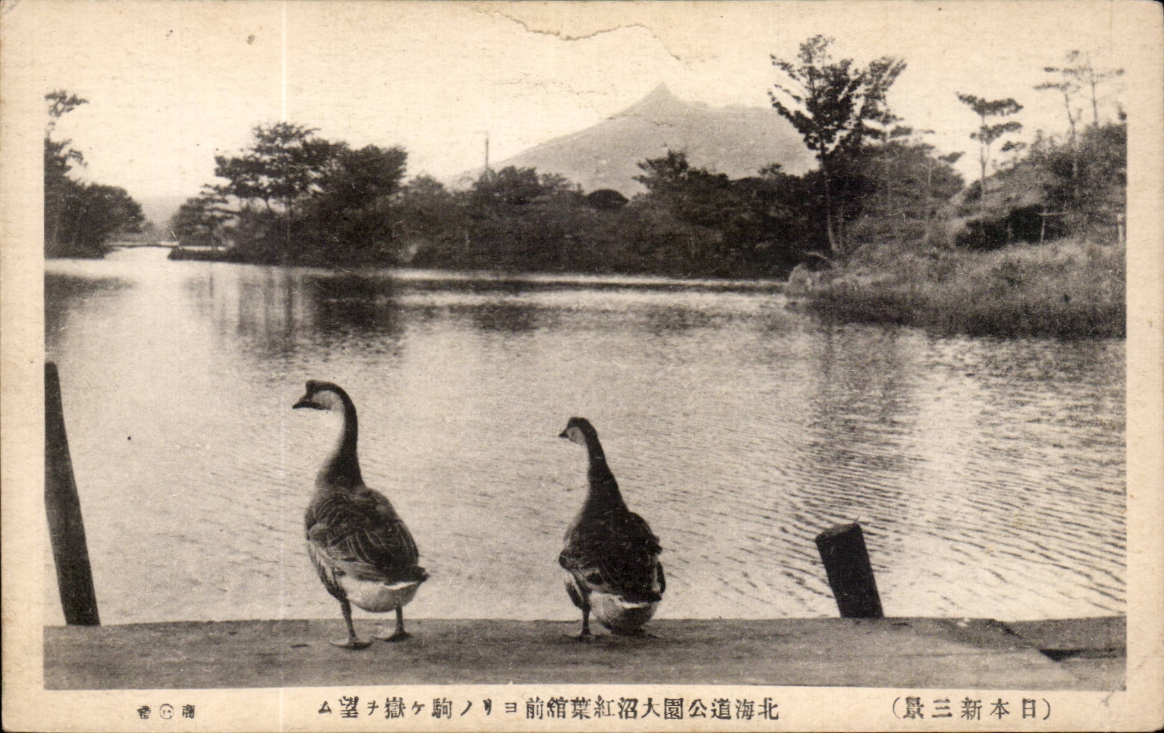 CPA Japon Japan Nippon Oies