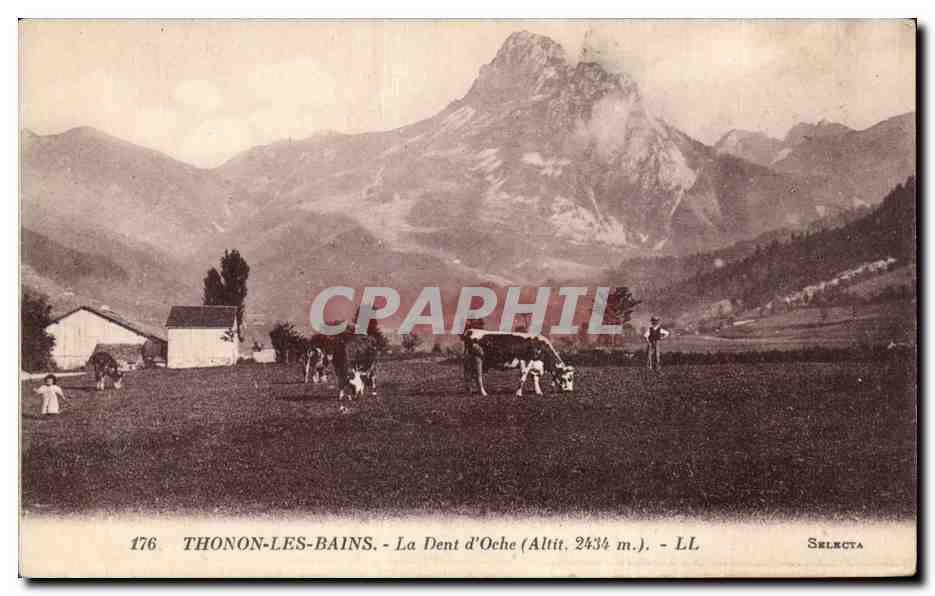 CPA Thonon les Bains La dent d'oche Vache