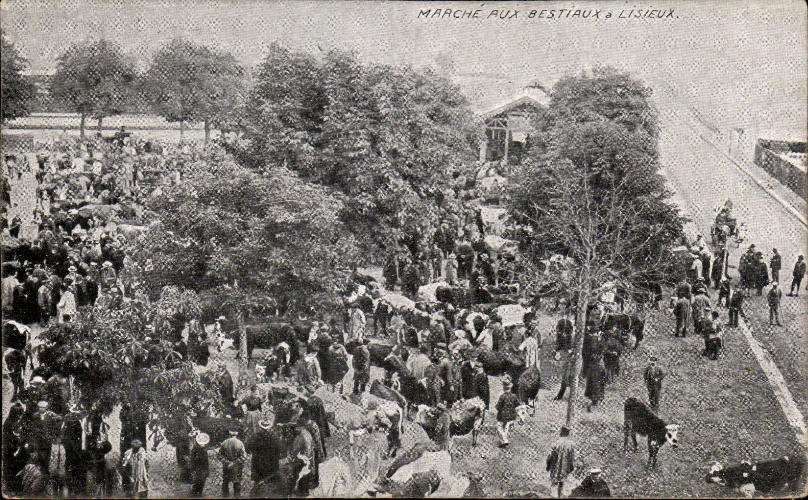 CPA Marche aux bestiaux a Lisieux