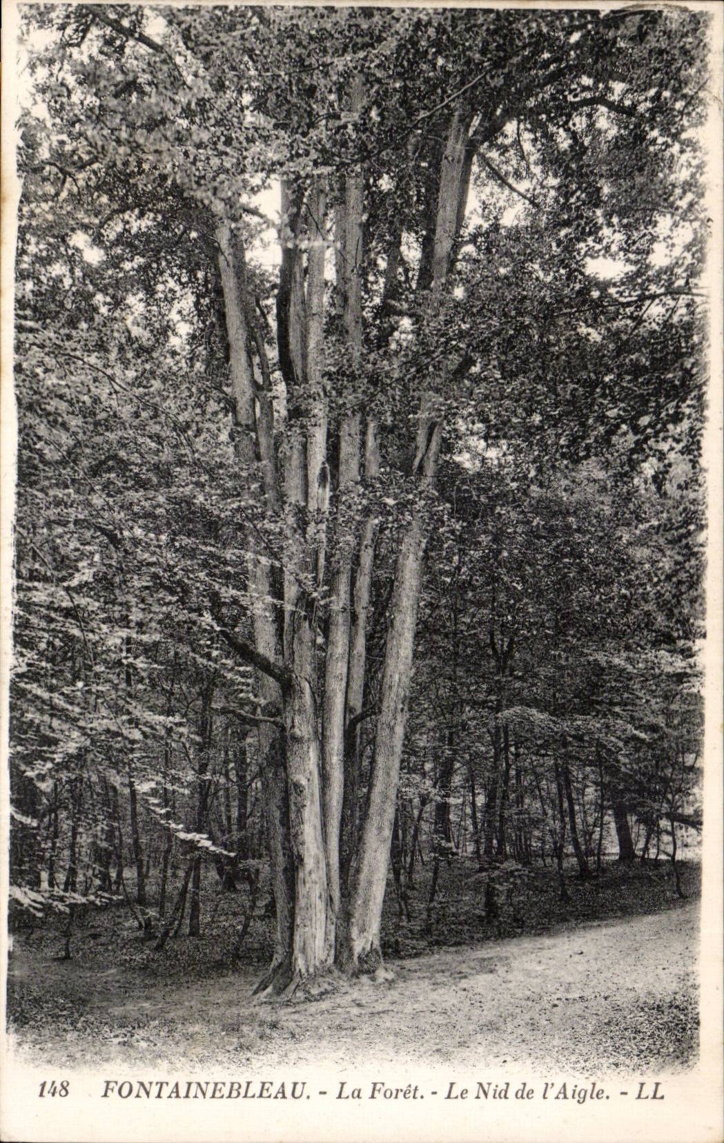 Fontainebleau - Die Forêt - Der Nid de l'Aigle - LL