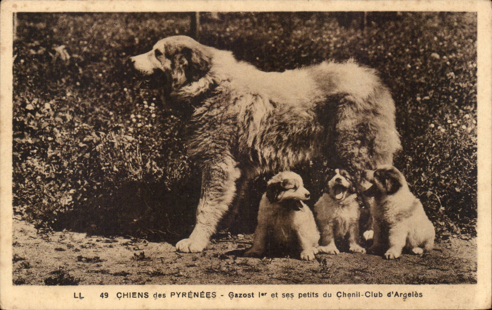 Chiens des Pyrénées - Gazost Ier et ses petits du Chenil-Club d'Argelès