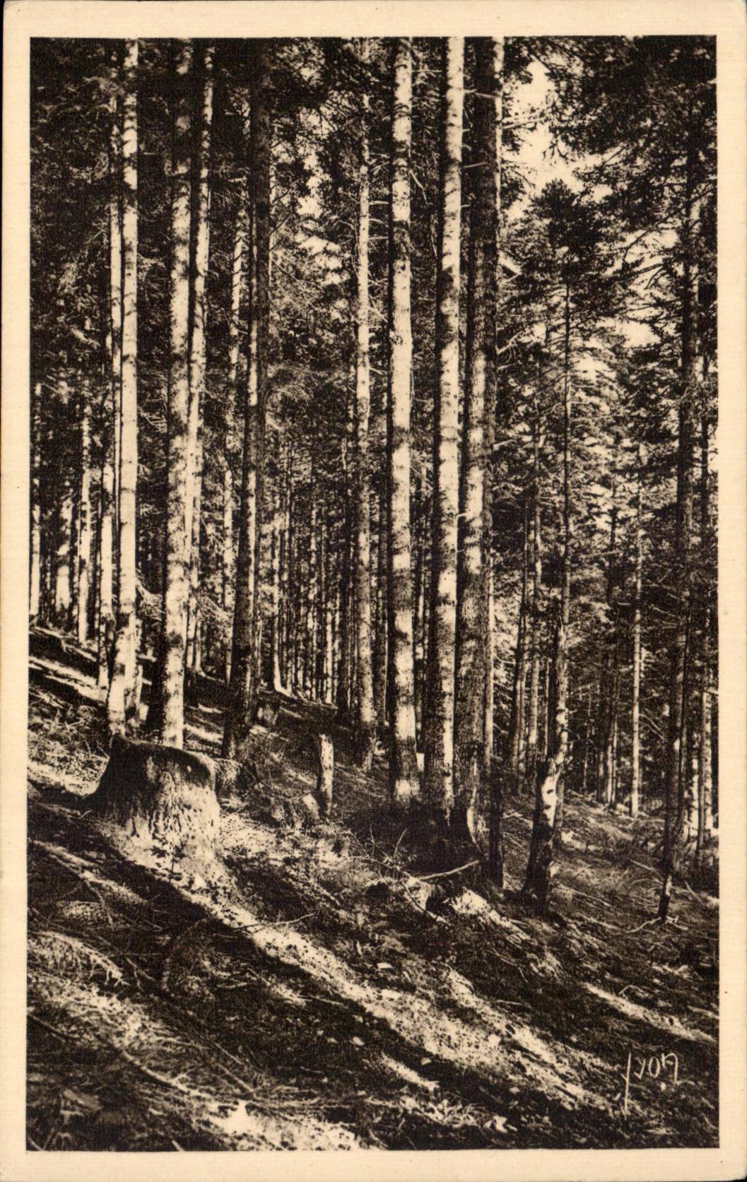 Luchon Super Bagneres - Magnifique foret de sapins - La Douce France - CPA 
