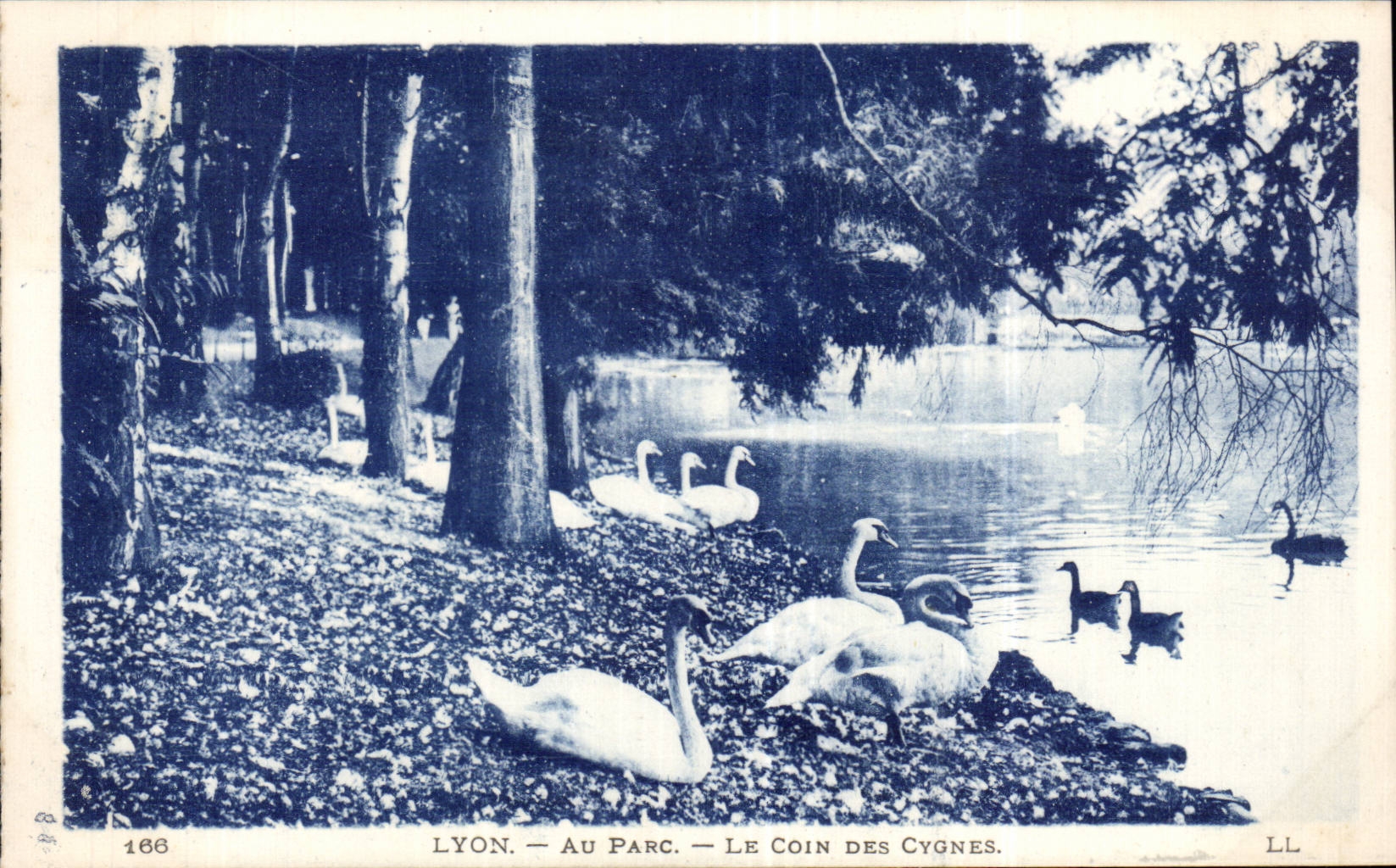 CPA Lyon au parc Le coin des cygnes 
