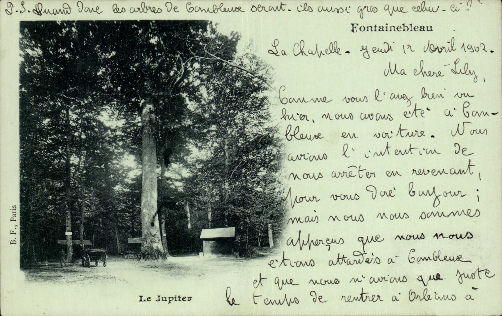 Der Jupiter-Baum in Cambleuve — Fontainebleau — B.F., Paris