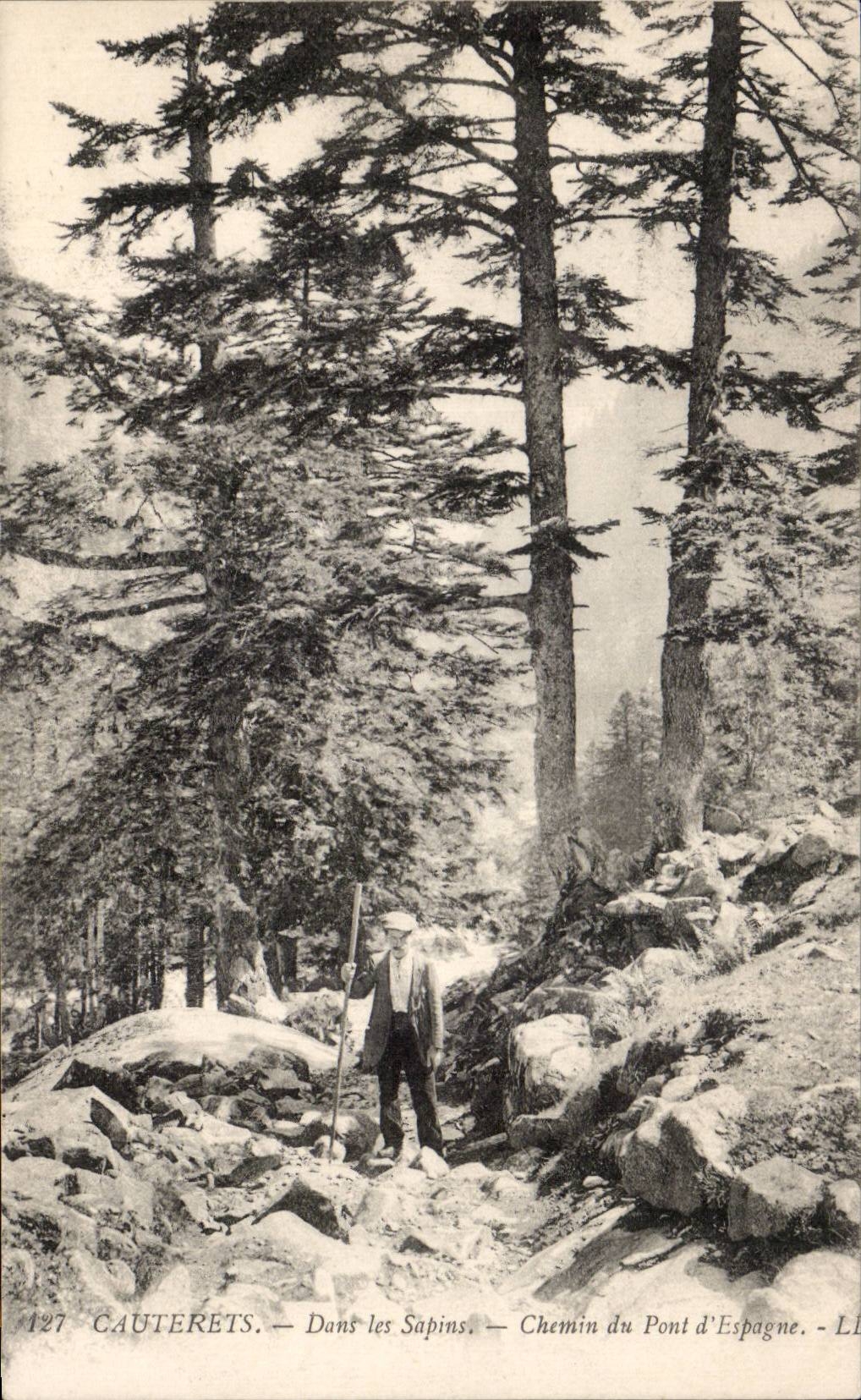 Cauterets — Dans les Sapins — Chemin du Pont d'Espagne — Éditeur L. Lévy, n° 127