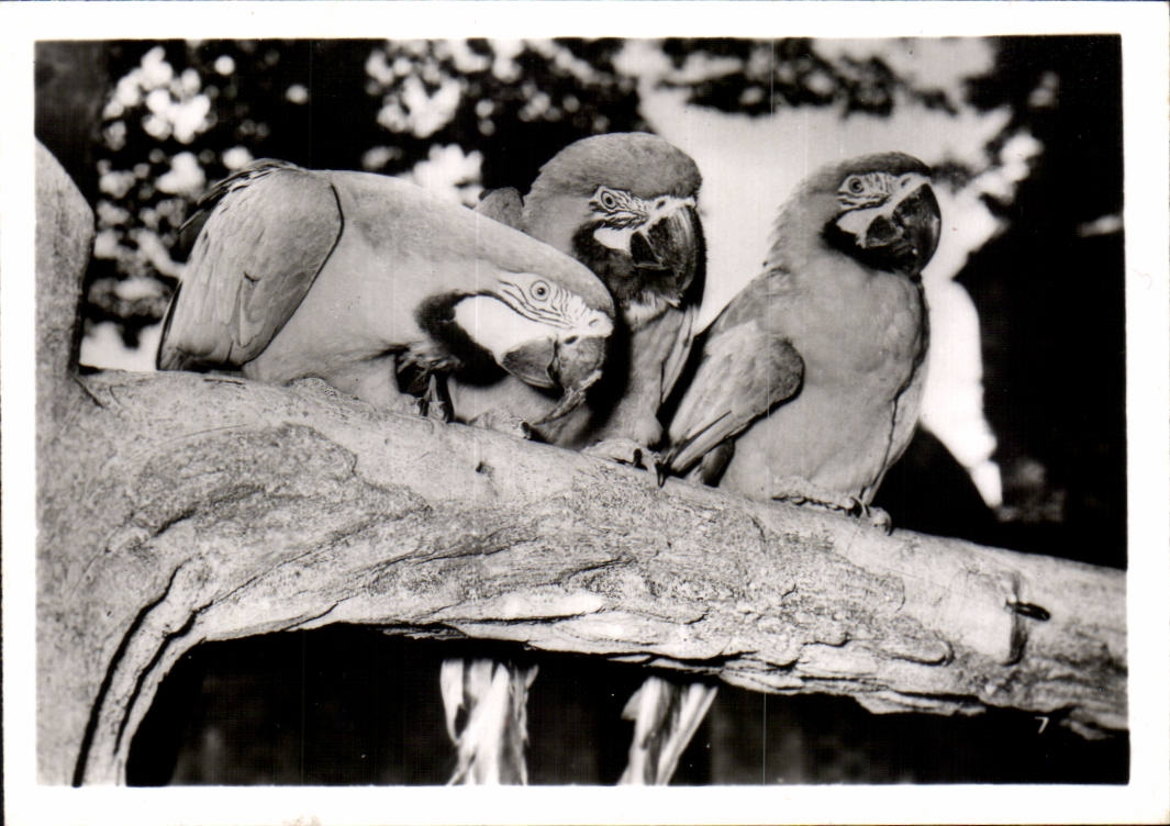 CPSM Par zoologique Cleres zoo Perroquet Perrot