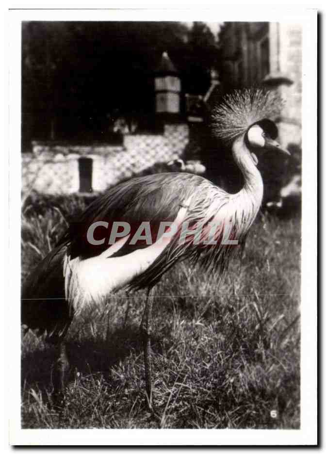 CPSM Par zoologique Cleres zoo 
