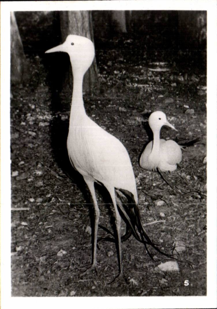 CPSM Par zoologique Cleres zoo 