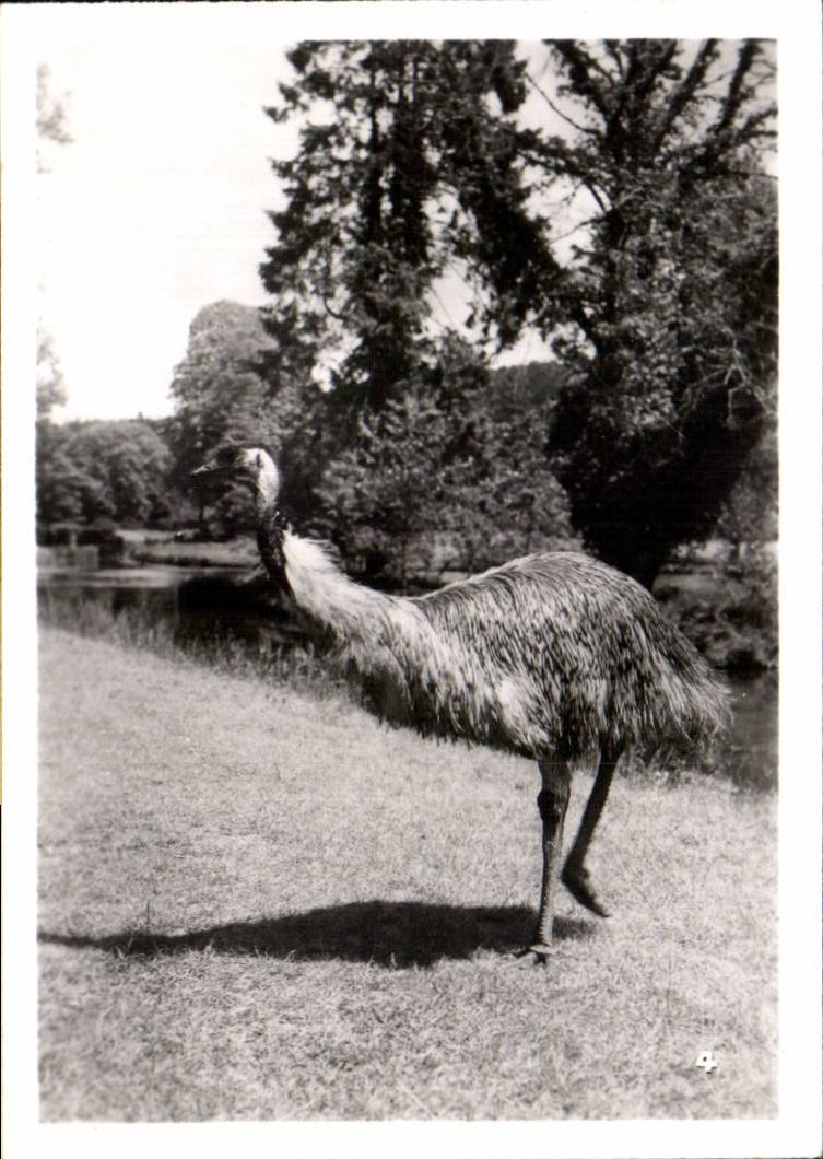 CPSM Par zoologique Cleres zoo 