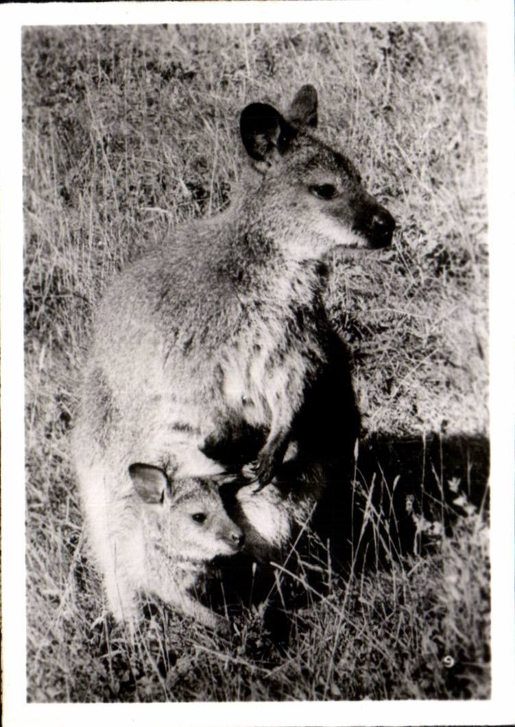 CPSM Par zoologique Cleres zoo 