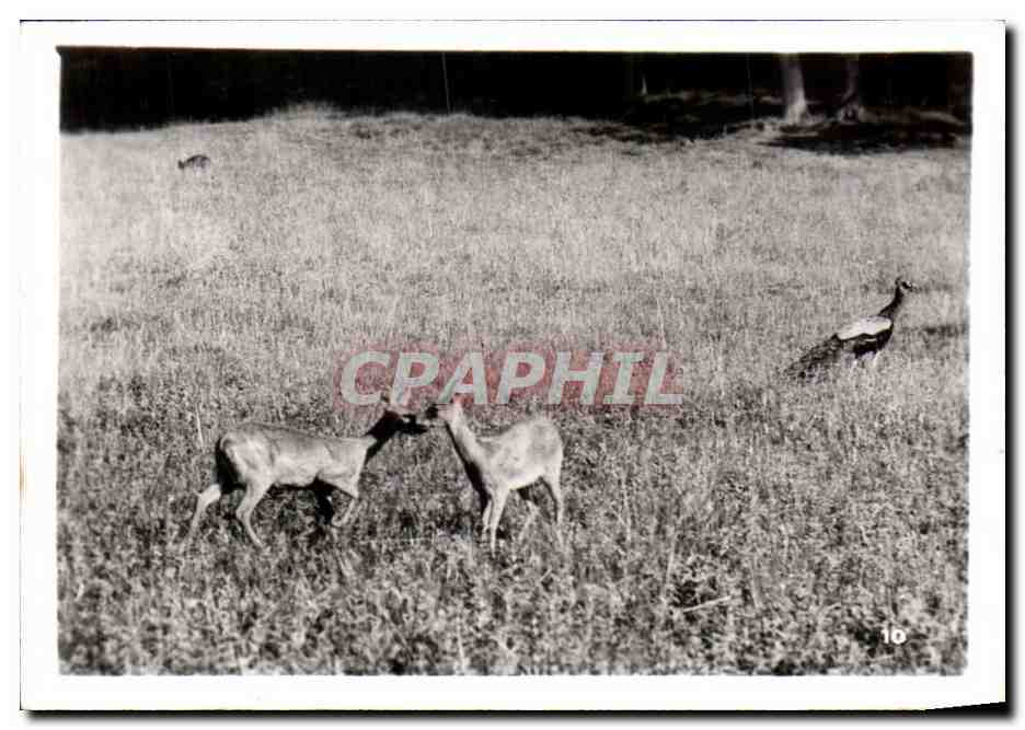 CPSM Par zoologique Cleres zoo 