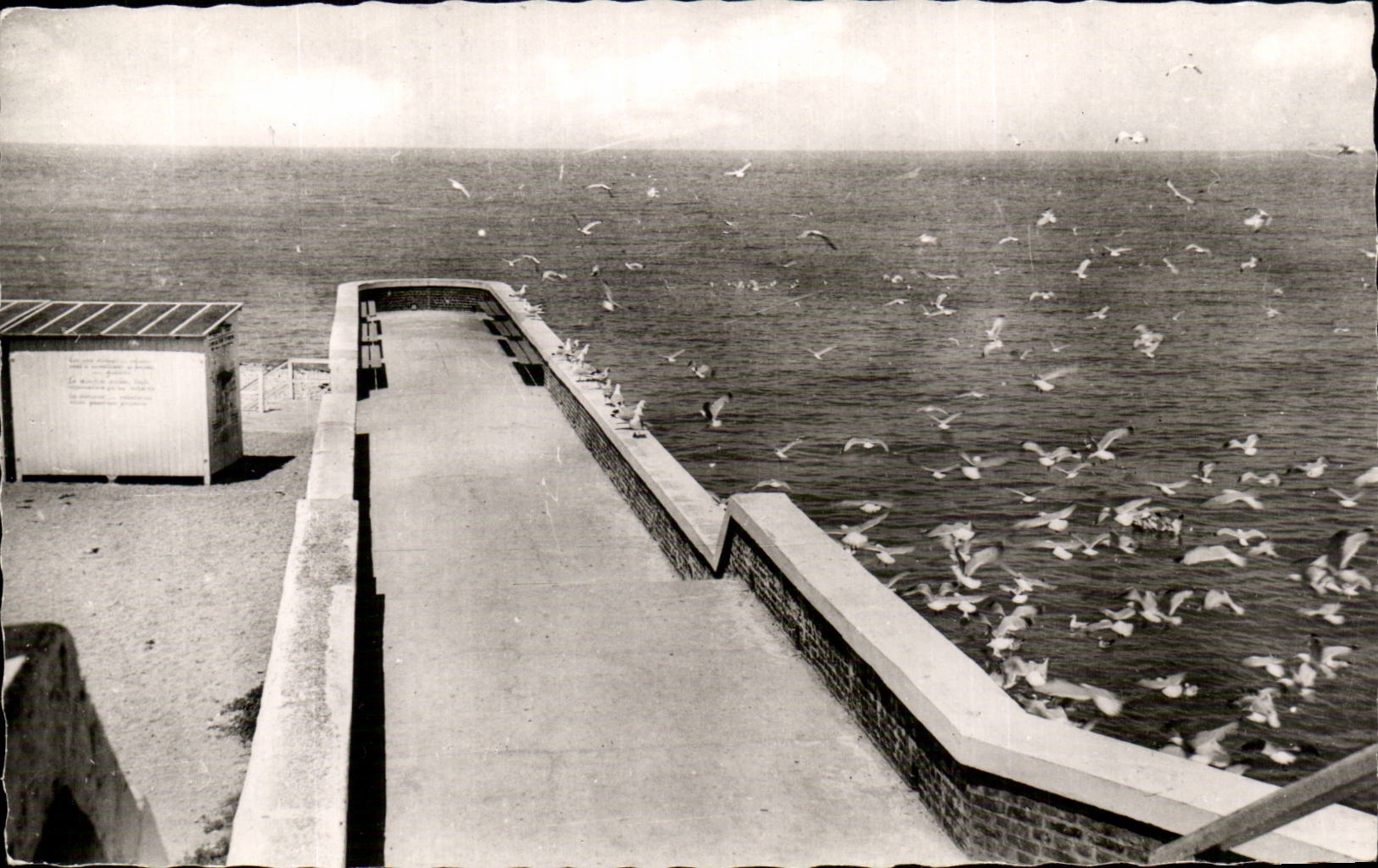 Yport - Vol de Muettes sur la Jetee - CPA 