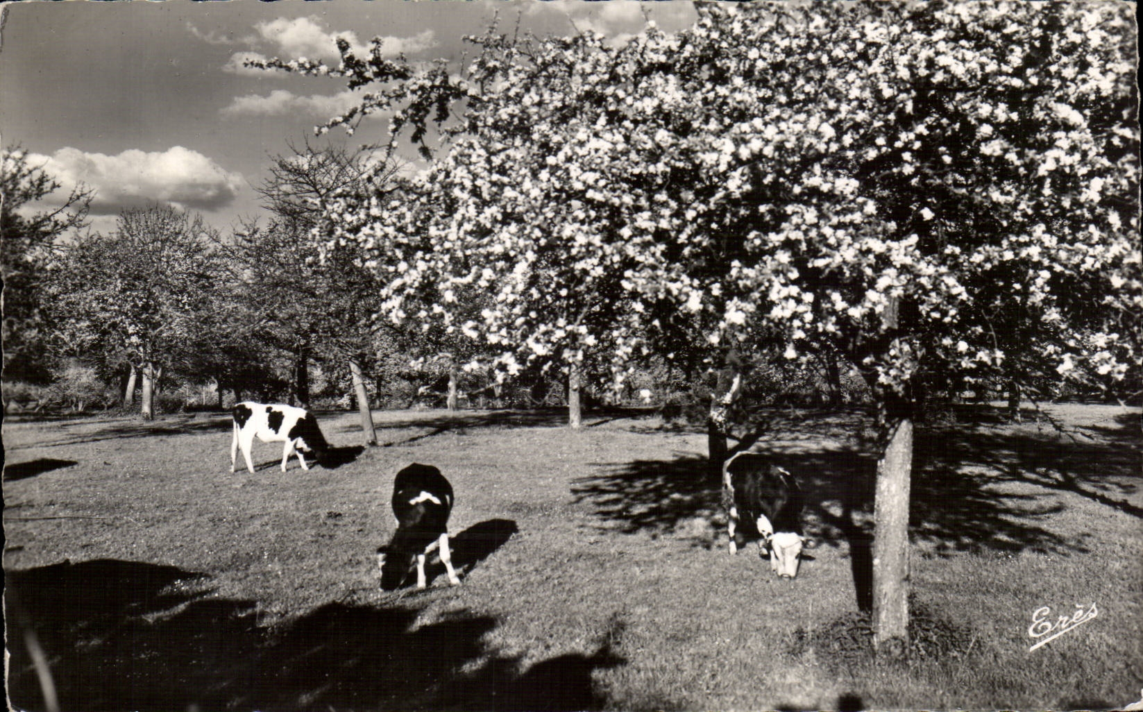 Gournay en Bray - Printemps en Pays de Bray - CPA 