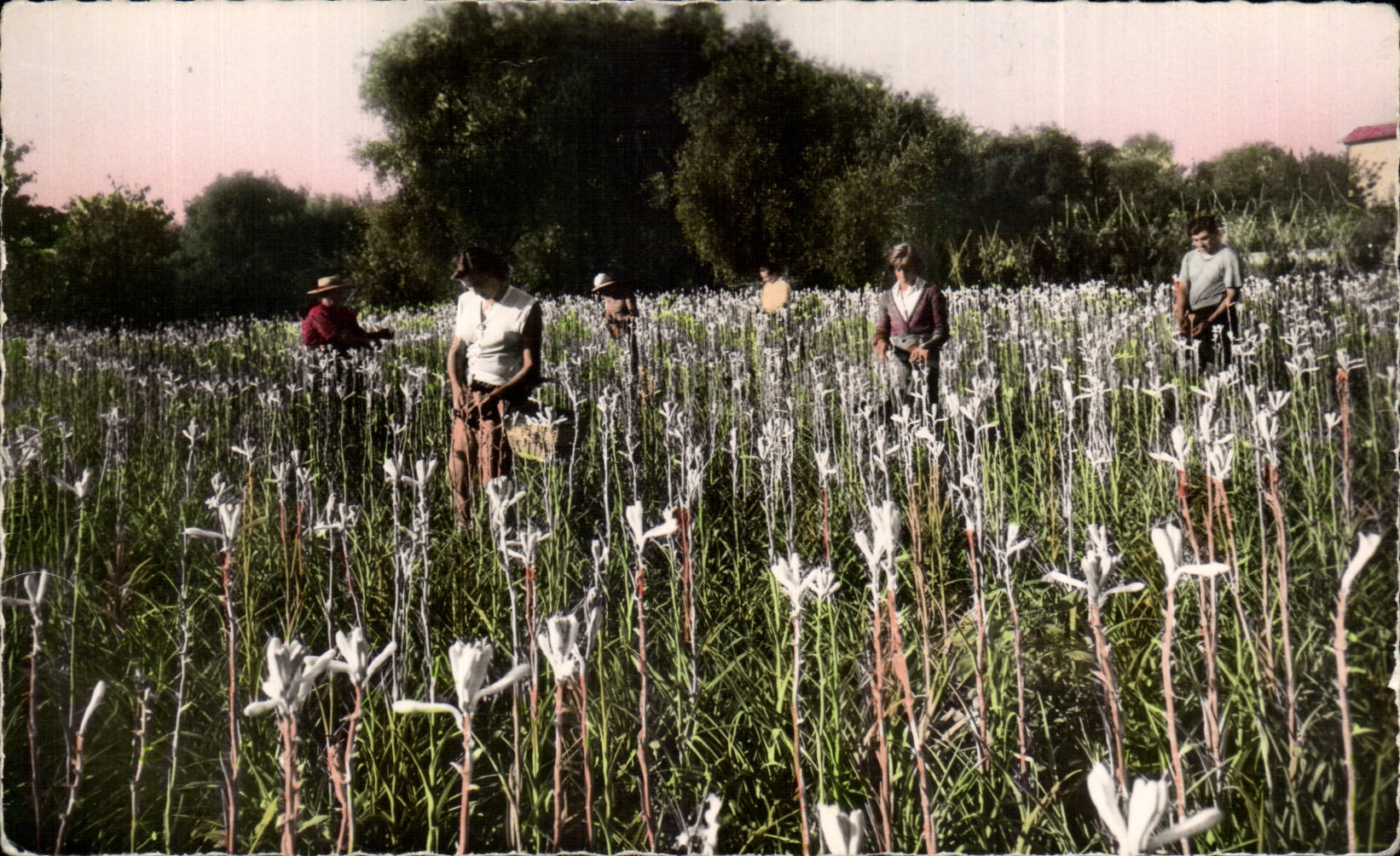 Cueillette des Tubereuses 1957 - CPA 