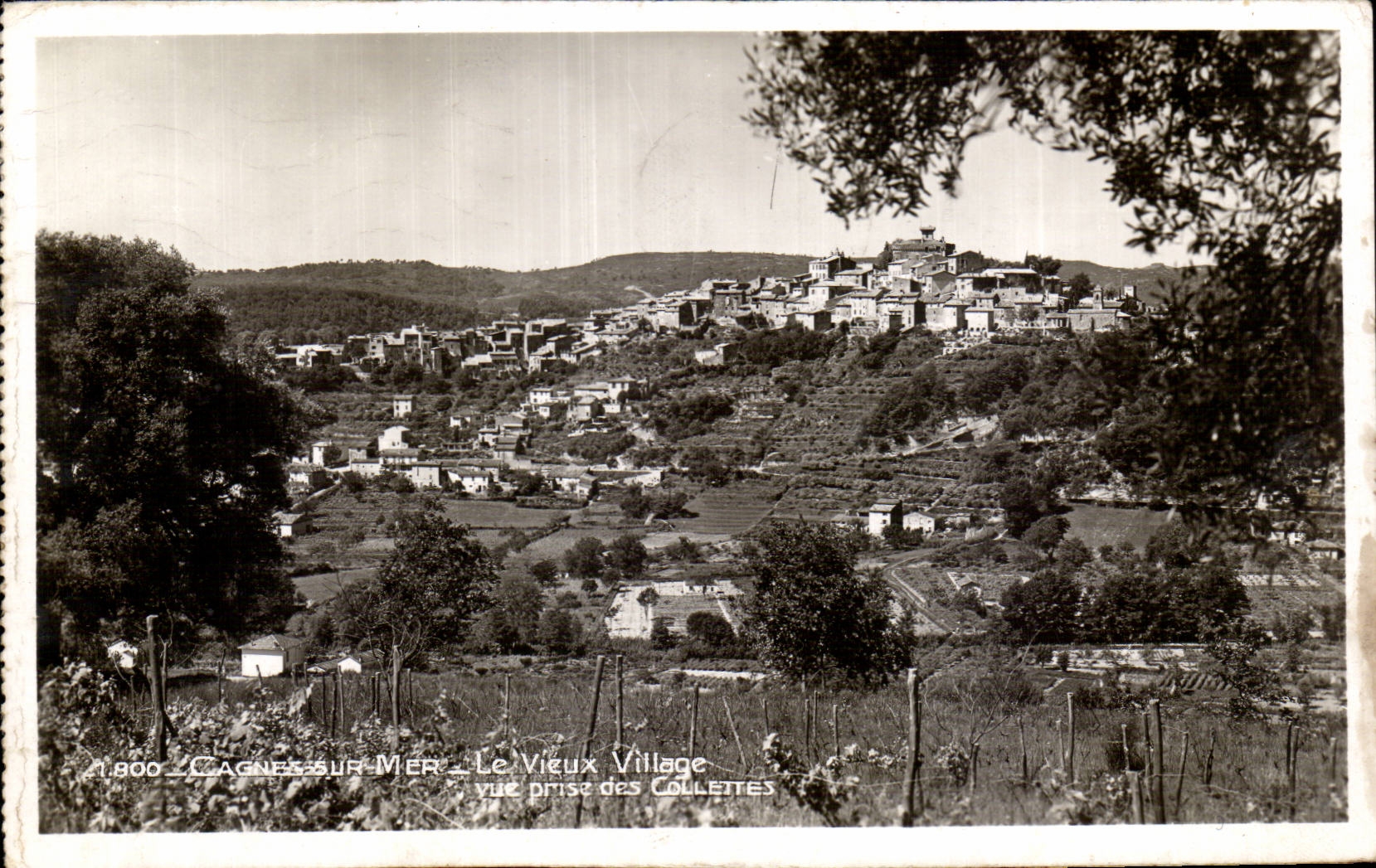 Cagnes sur Mer - Le Vieux Village - Vue prise des Collettes - CPA 