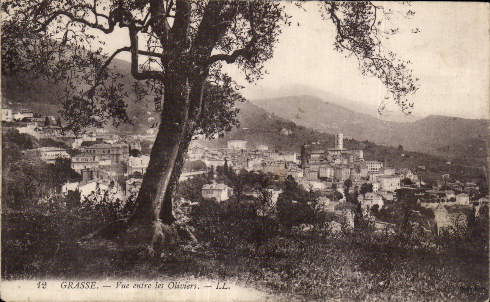 Grasse - Vue entre les Oliviers - CPA 