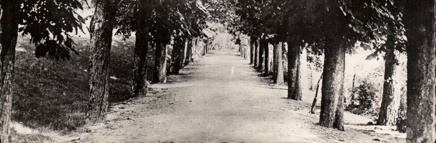 La Louvesc - Maison St Regis - L Allee des Marronniers - CPA