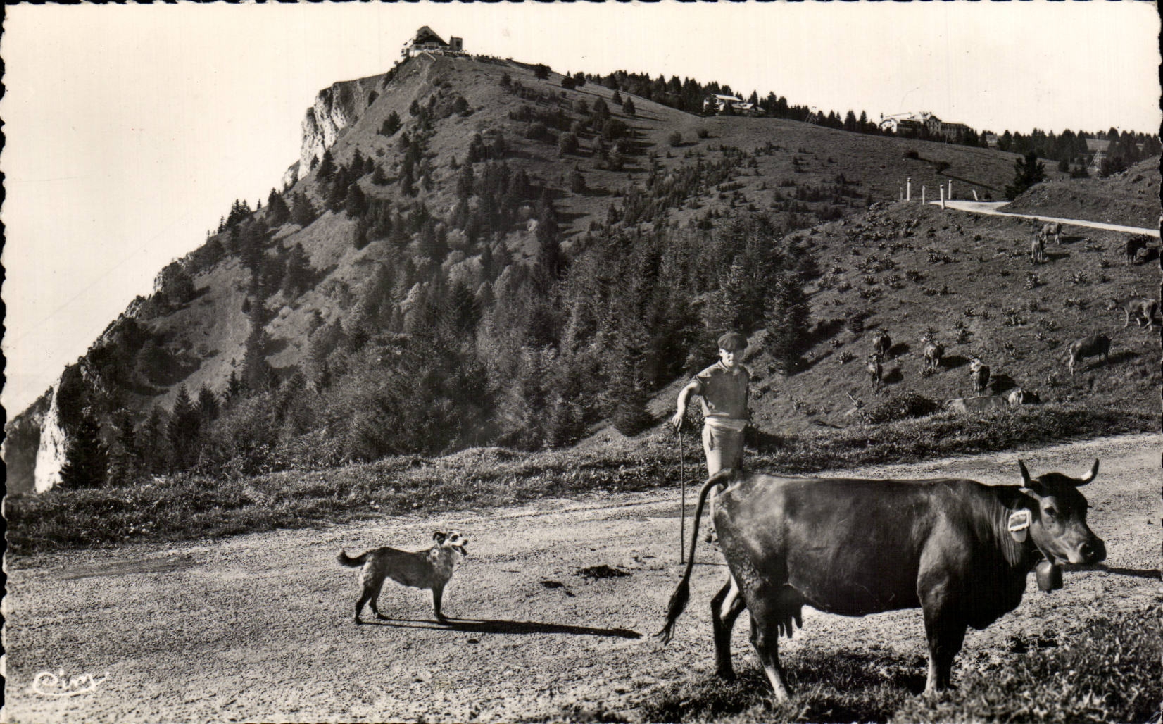 Le Revard sur AIx - Ses Alpages dans les Sapins Berger et sa vache - CPA