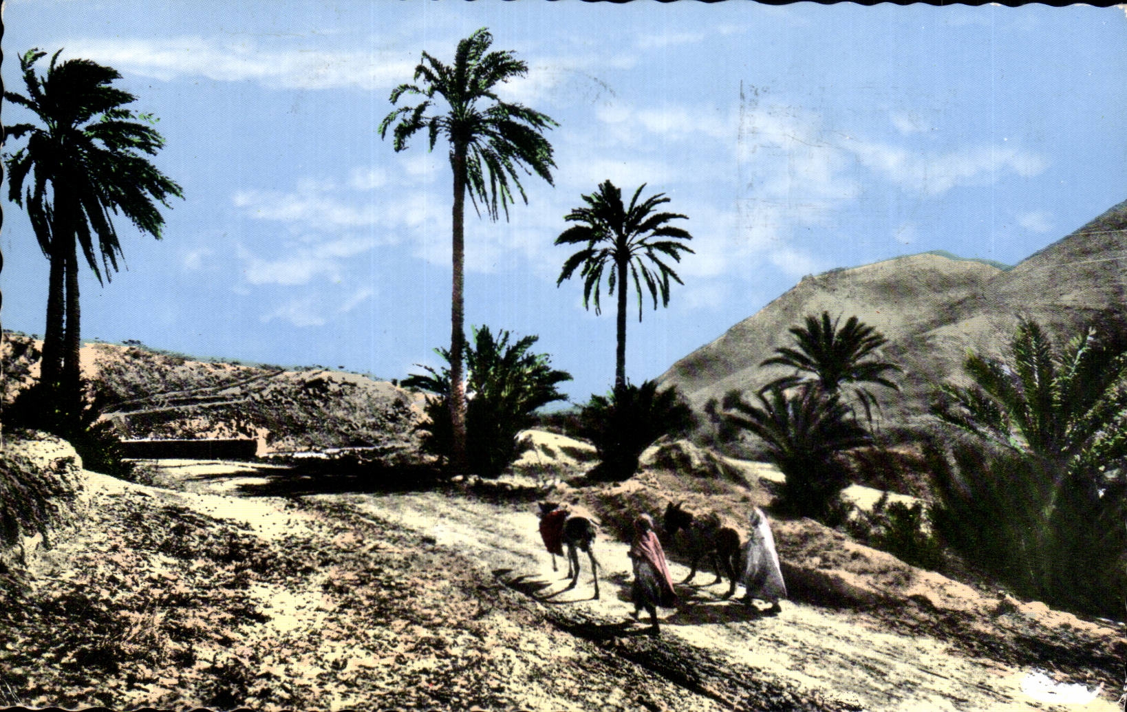 Afrique - Arfrica - Types Sud de la Piste - Chameau - Camel - CPA