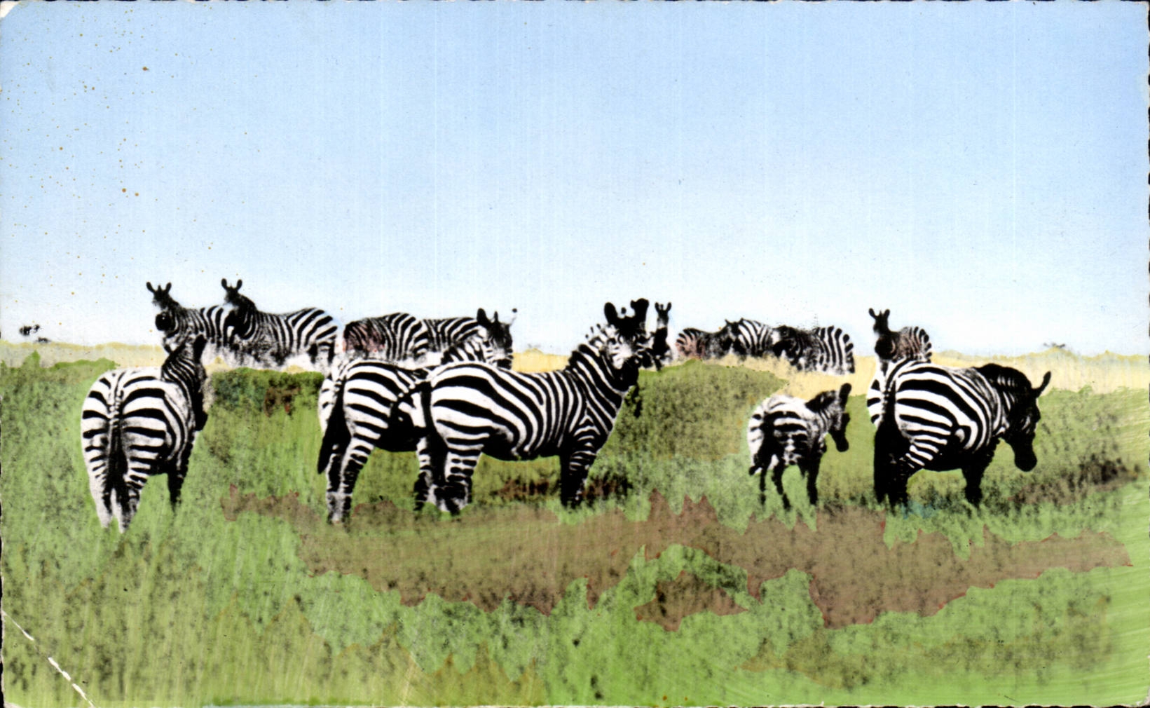Troupeau de Zèbres — Faune Africaine — Édition HOA-QUI, Paris