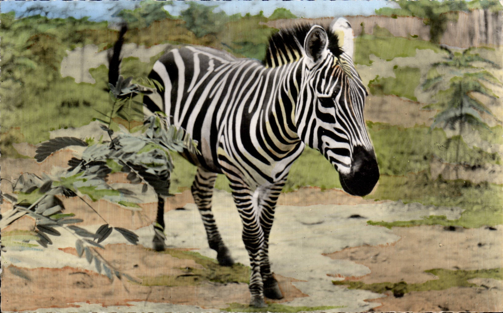 Afrique - Africa - Faune Africaine - Zebre - Zebra - CPA