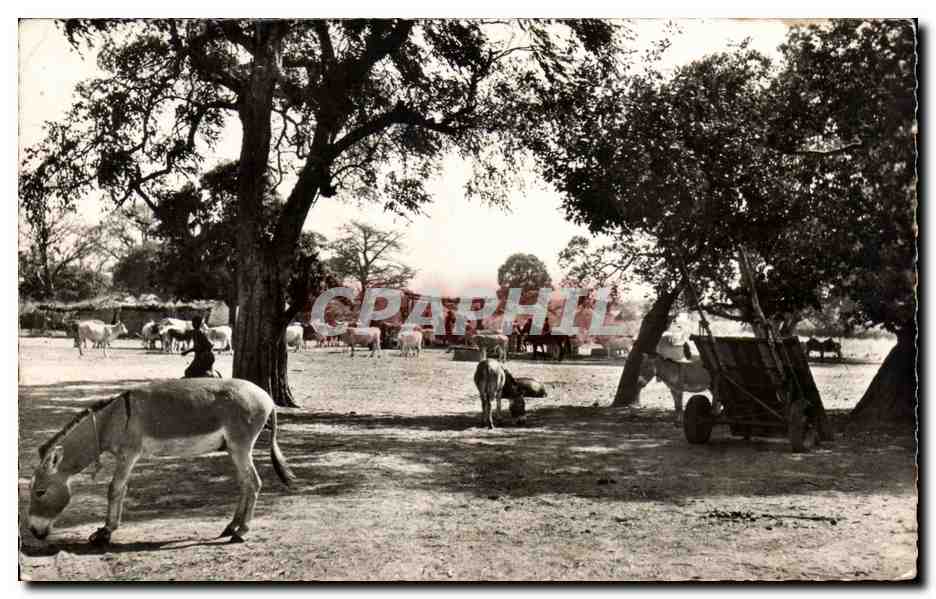 Afrique - Africa - Scene Pastorale - ane - donkey - CPA