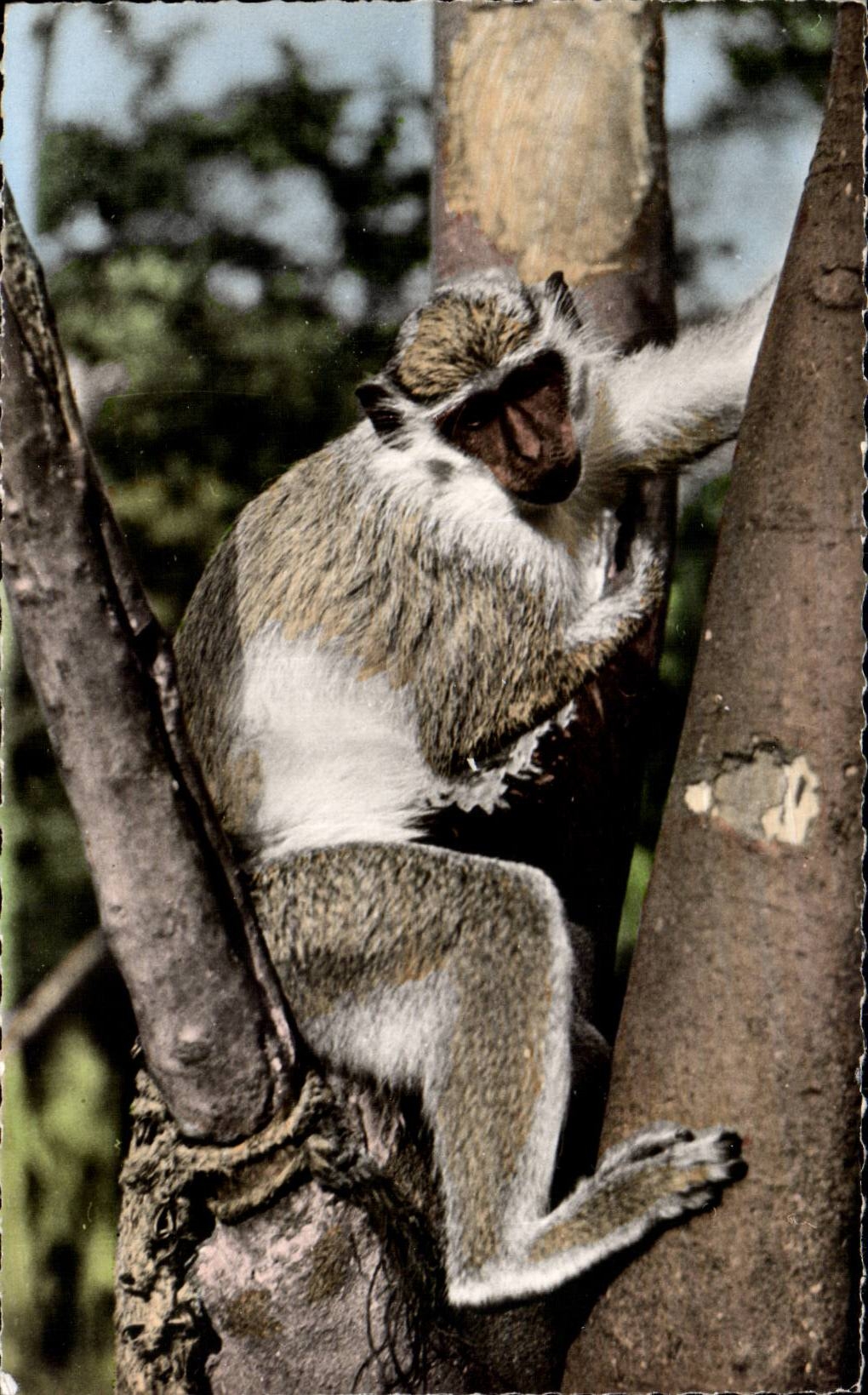 Jeune Singe — Faune Africaine — Édition HOA-QUI - Paris n°2318