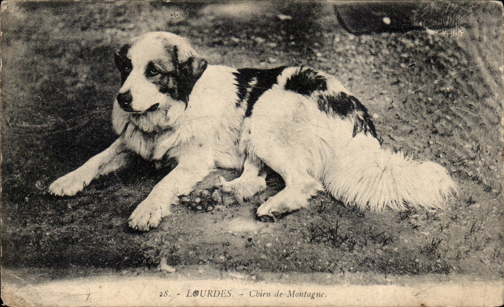 CPA Lourdes Chien de montagne